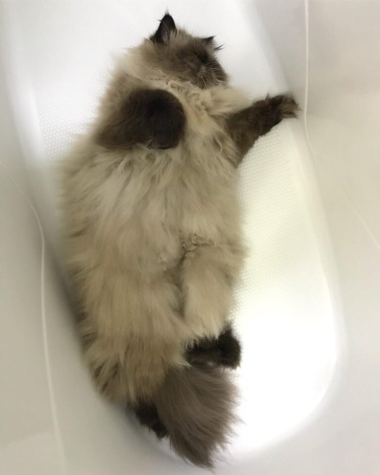 Nesse calorão o melhor é ficar quietinho no lugarzinho mais fresco da