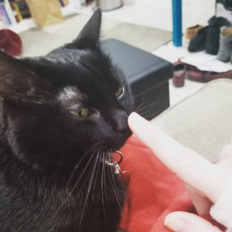 Noodle does not appreciate the nose boop. . . .