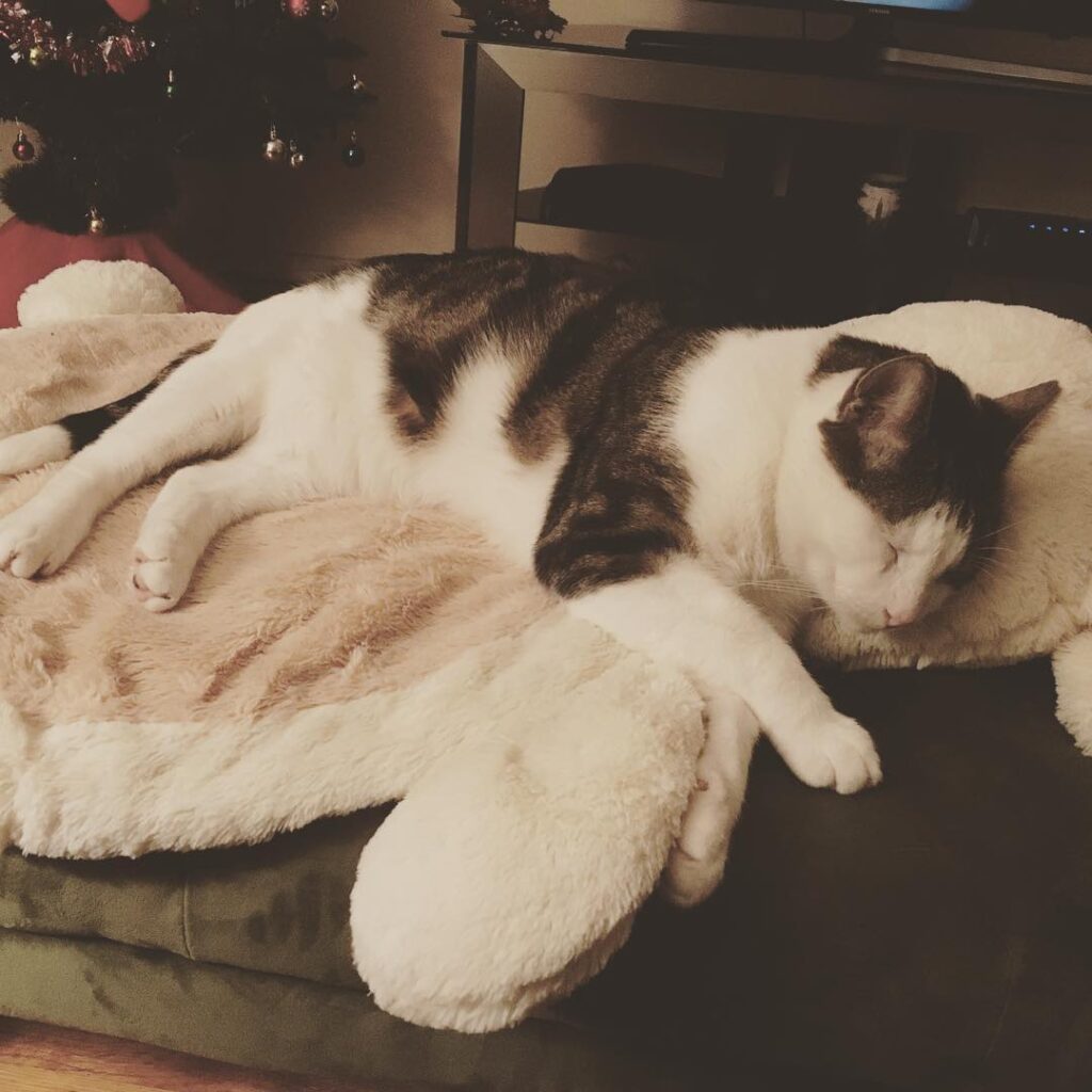 Rain + cold + hangover = lazy Caturday. No pawty tonight – – – –
