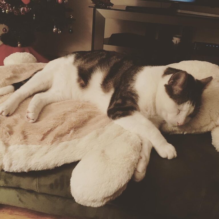 Rain + cold + hangover = lazy Caturday. No pawty tonight – – – –