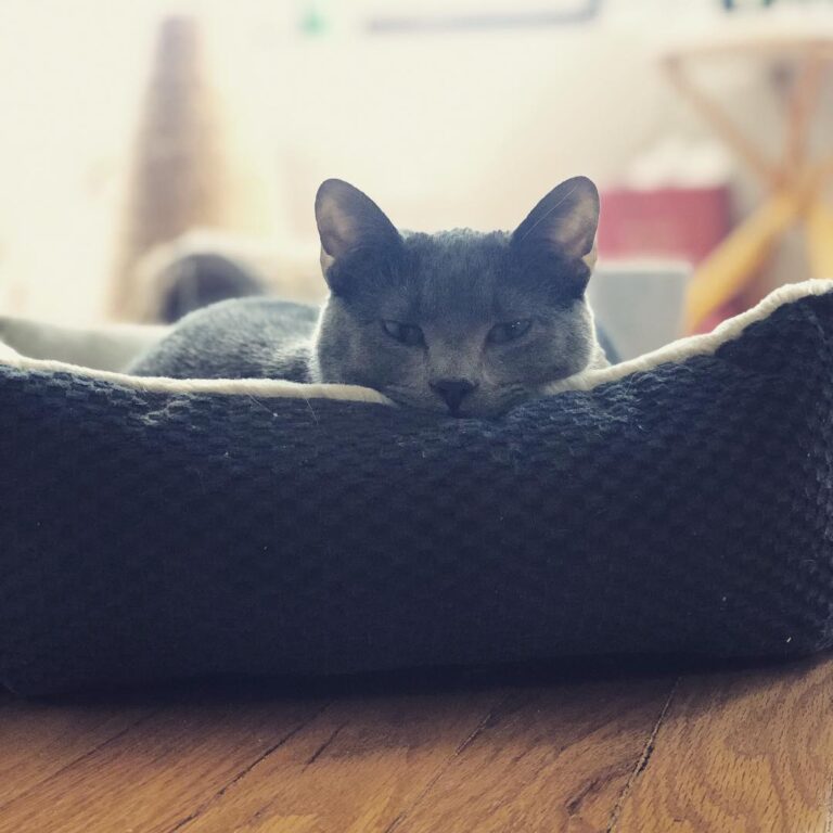 Relaxing on a beautiful Caturday afternoon.