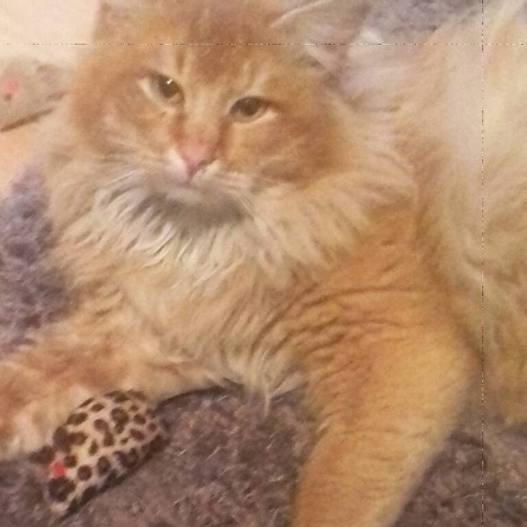 Scruffy little bugger
