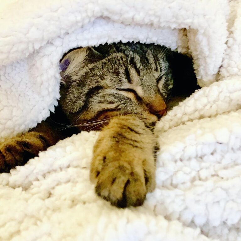 Sleeping under the covers