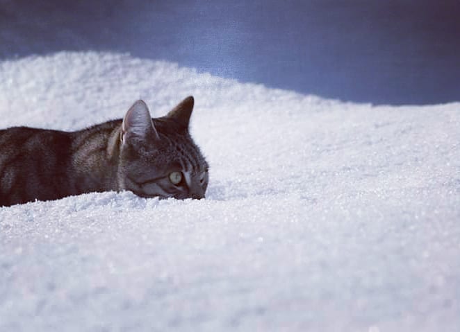 Snowcat #