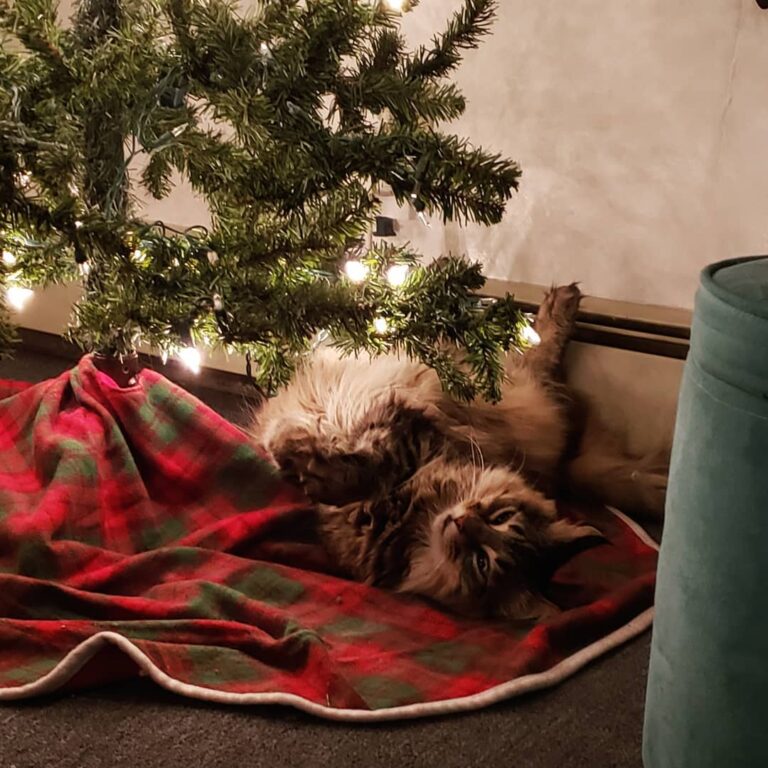 Some derpy christmas cat . . .