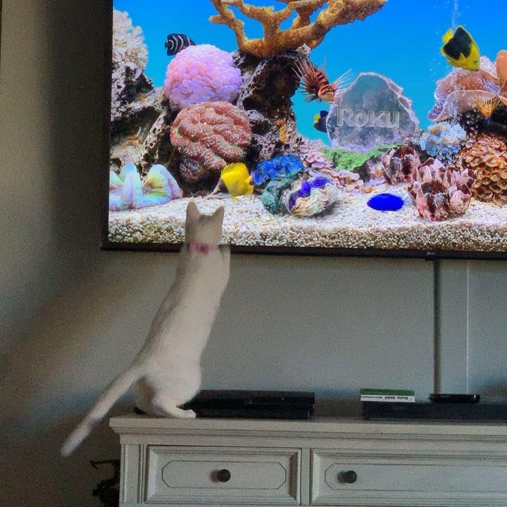 Someone likes watching the fish on the screen saver.