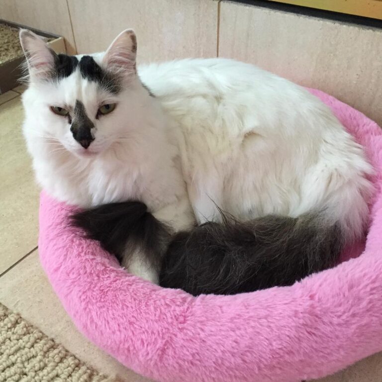Spending the rainy day in bed!
