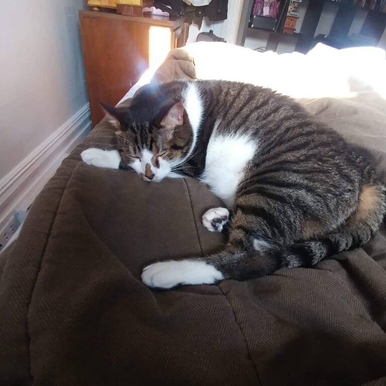 The Duality of Cat