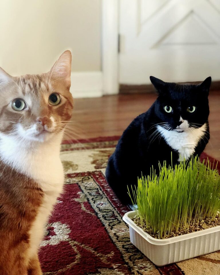 The closest these two will ever get to being outdoor cats.