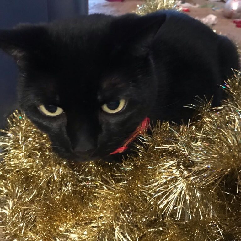 The decorations have started to come down and BC is not happy about