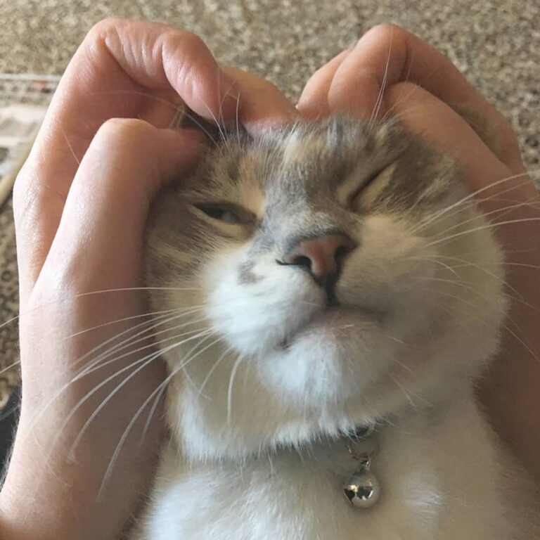 The hoomans are very hands on today!