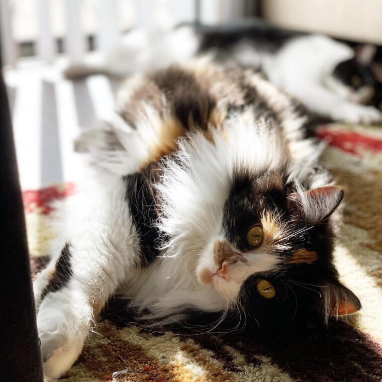 The purrrfect Caturday . . . . . . . .