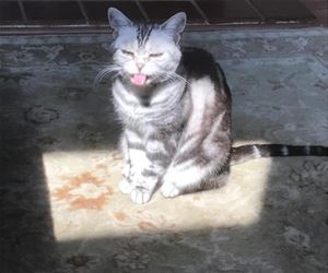 FunnyCatSite