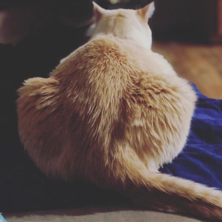 Thicc Bear . . . . . .