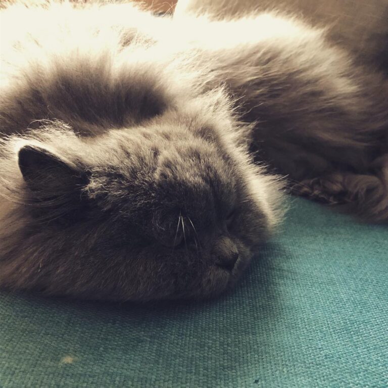 Trying to stay awake on a Caturday evening like