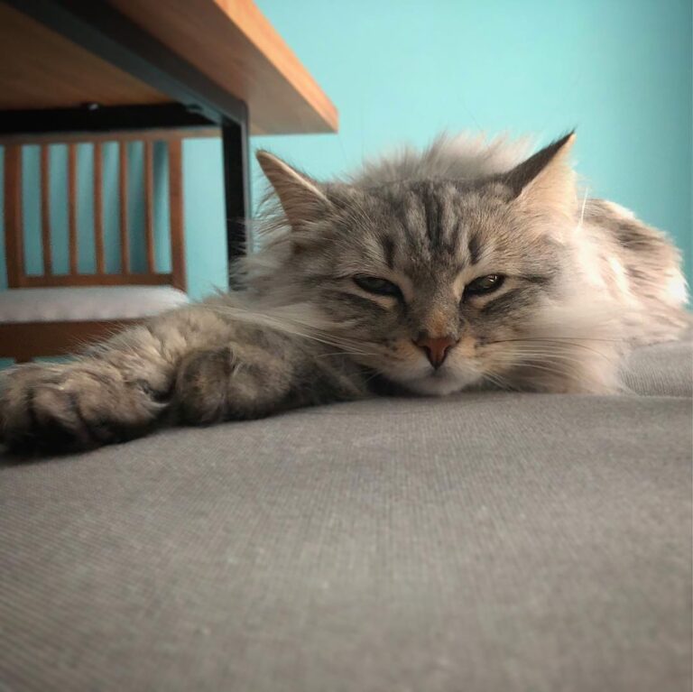 Tucker: Caturday naps are my fave… come join me… I saved you a