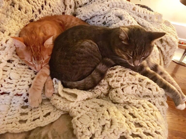 Two-headed kitty monster.