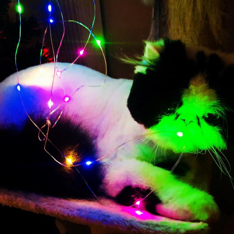 UFO Kot