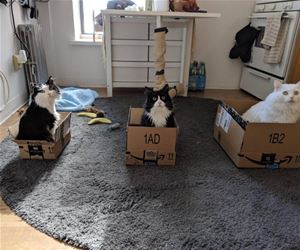 FunnyCatSite