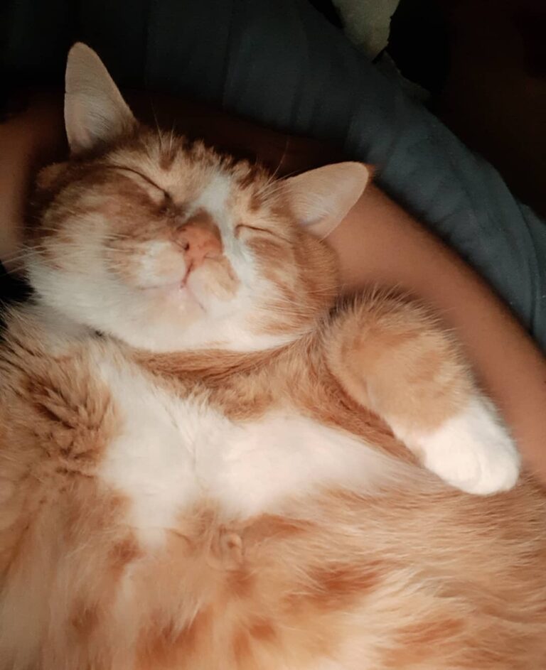 You’re a comfy pillow hooman