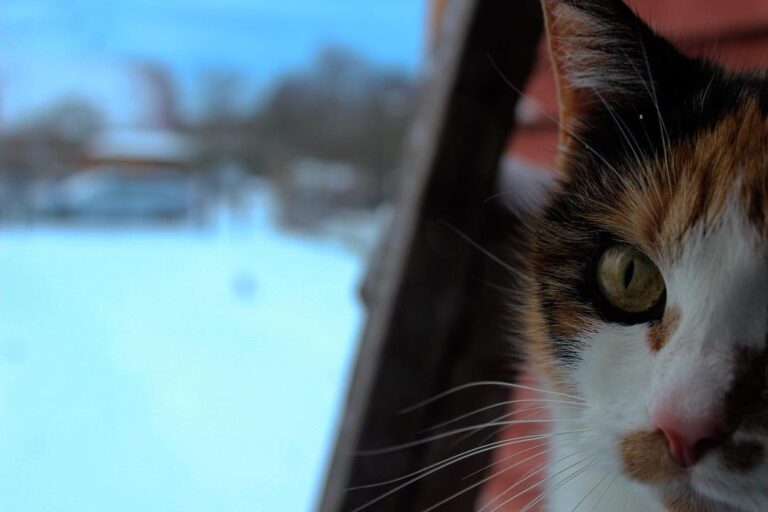 Cute Cat Moment