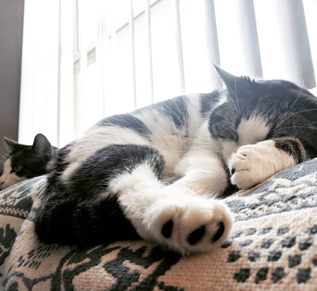 Cute Cat Moment