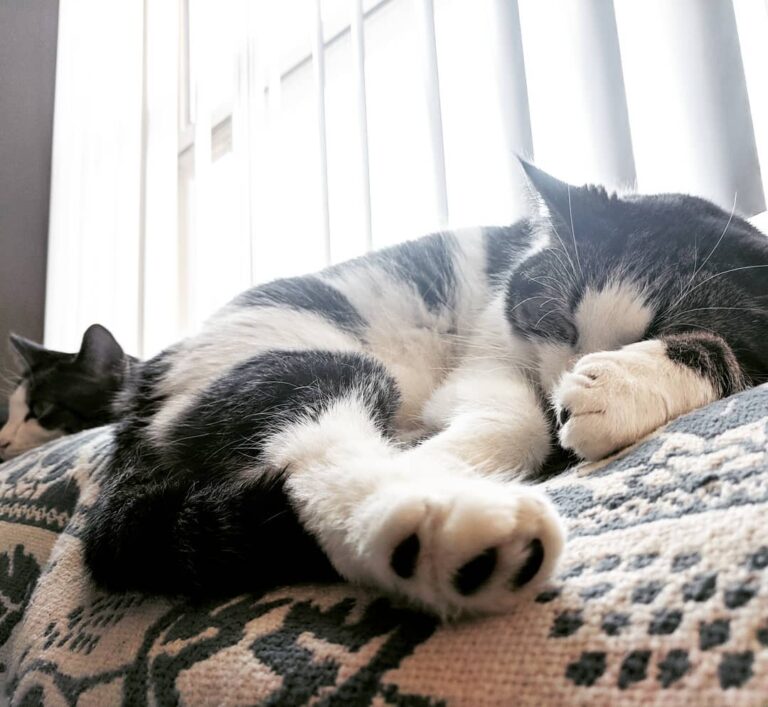 Cute Cat Moment