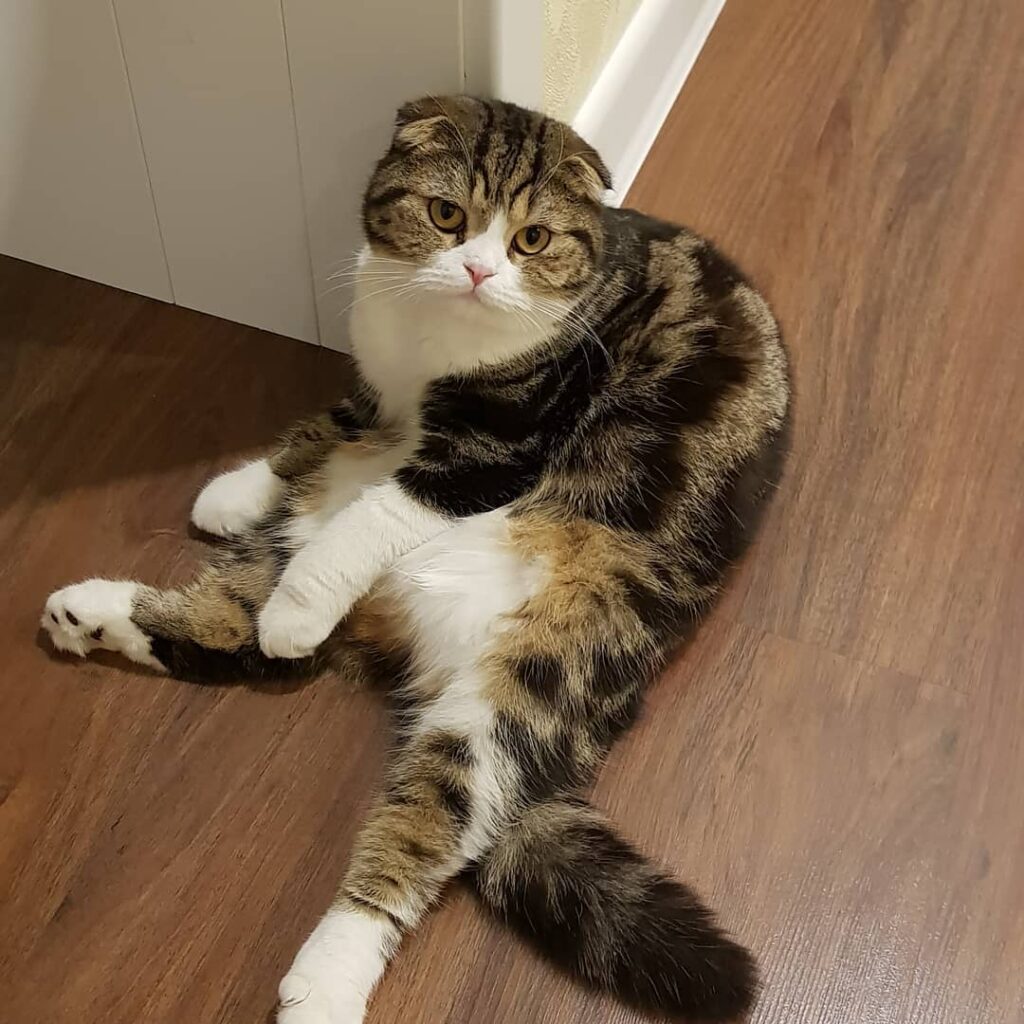 #кот #котенок #мими #няшка #мяу #