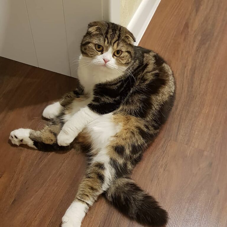 #кот #котенок #мими #няшка #мяу #
