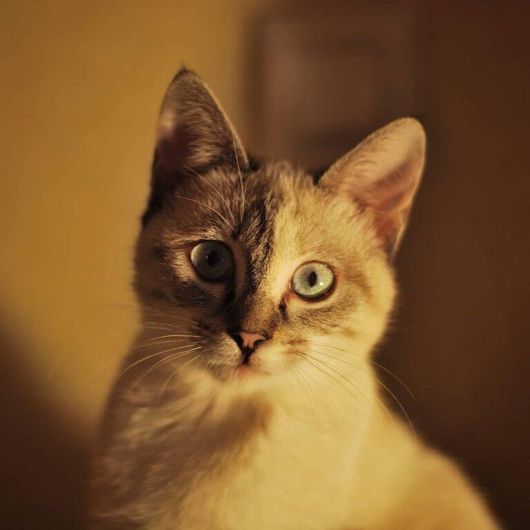 #猫 #ねこ