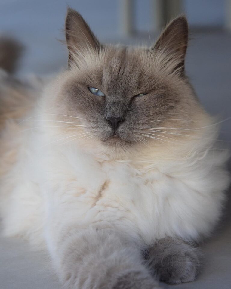 Cute Cat Moment
