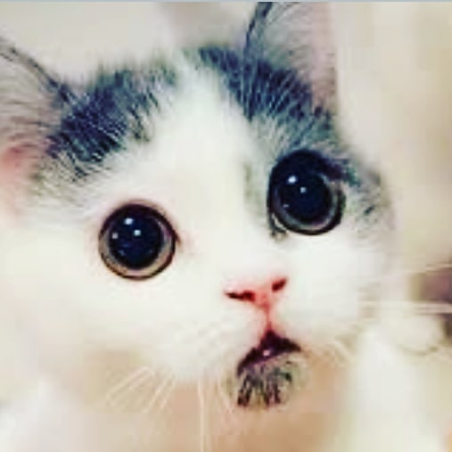 Кота-Ленин #кот #котапёс #котэ #котейка #котик #кошечка #кошка
