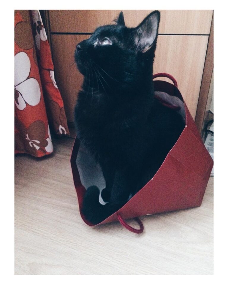 Люблю пакеты #гекторрр #внутрикотамилота #кот #черныйкот