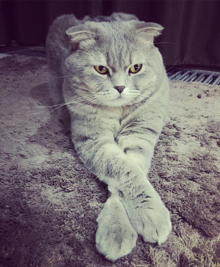 Риччи#котик#котиклюбимый#оченьприятноцарь#котикиправятмиром