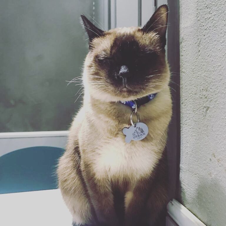 貓貓cafe . #貓 #猫 #猫咪 #猫好きな人と繋がりたい #貓貓 #貓咪 #貓奴 #貓奴日常 #貓奴日常 #貓咪日常