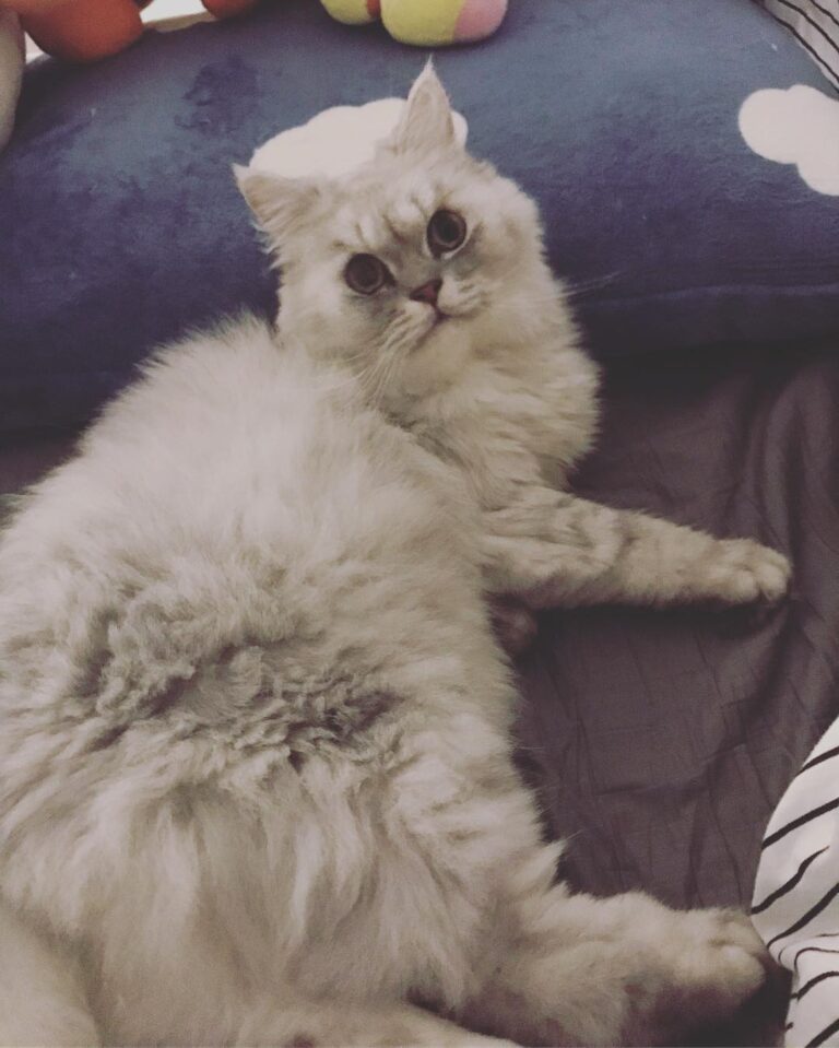 ：這床是朕的 . #貓 #猫 #猫咪 #猫好きな人と繋がりたい #貓貓 #貓咪 #貓奴 #貓奴日常 #貓奴日常 #貓咪日常