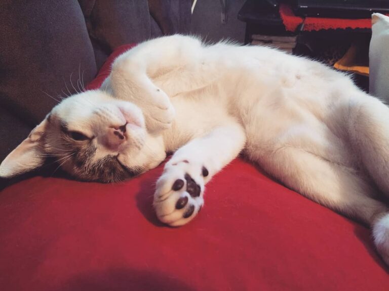 . . . . . . . . . . . . . . . #猫 #