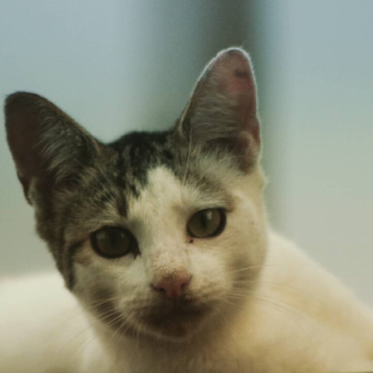 A stray that visits from time to time. . . .