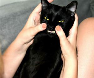FunnyCatSite