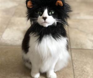FunnyCatSite