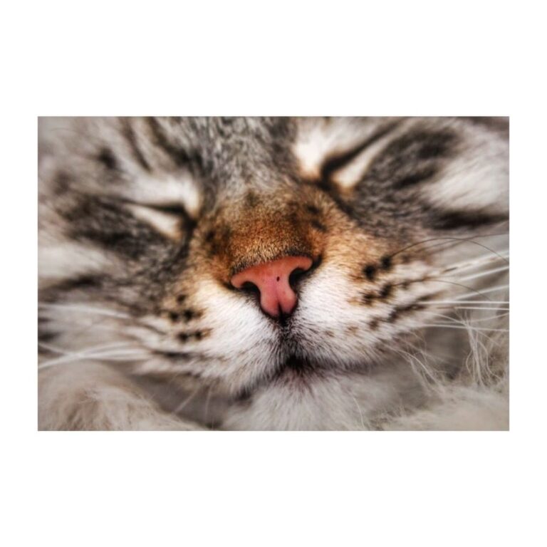 Al pari di un grazioso vaso, un gatto, quando se ne sta immobile,