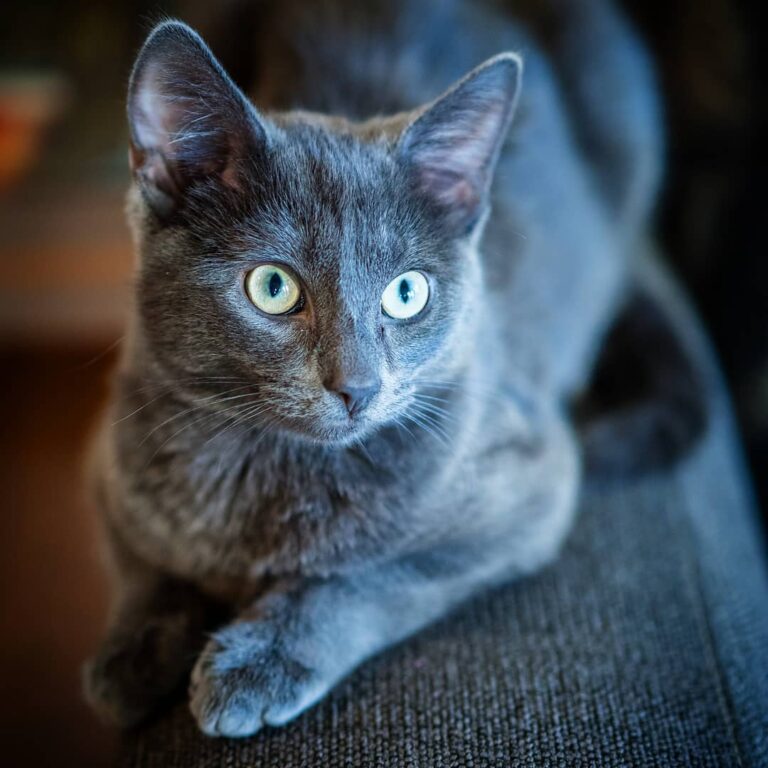 Another one of Finn the cat, with the amazing Olympus Pro 45mm f1.2.