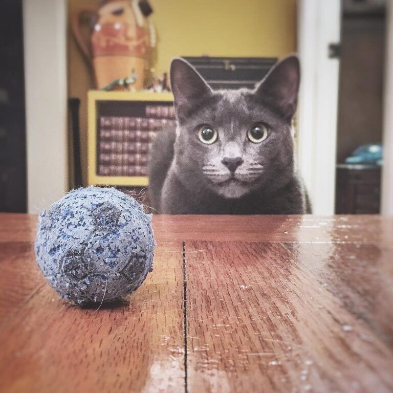 Bear has become quite the little soccer player. One of his favorite