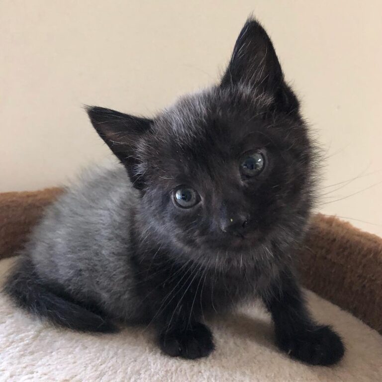 Beautiful Baby Bumble! Isn’t he just stunning?