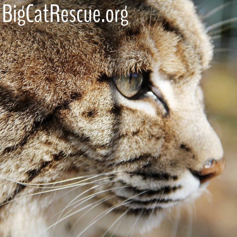 Breezy bobcat had a great day laying in her ferns watching the tours