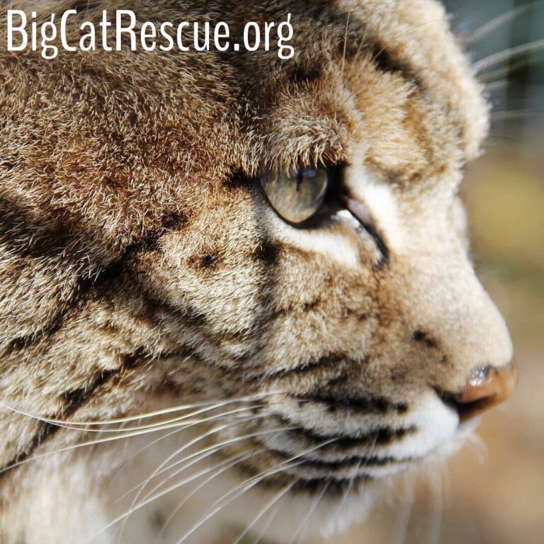Breezy bobcat had a great day laying in her ferns watching the tours