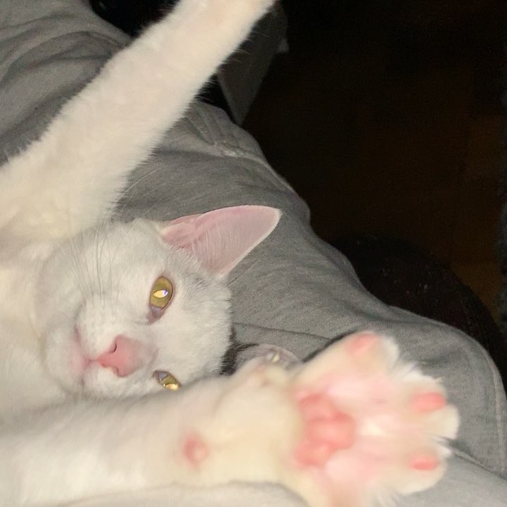 Bumble is not ticklish at all.