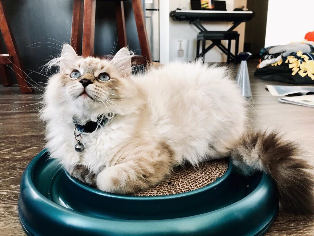 CATURDAY! You know what that means… it’s all about ME! (and I guess