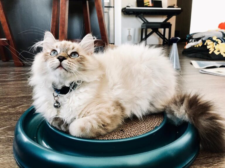 CATURDAY! You know what that means… it’s all about ME! (and I guess