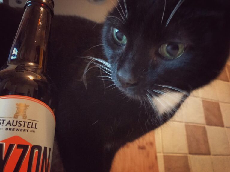 CRAFT CAT . ————